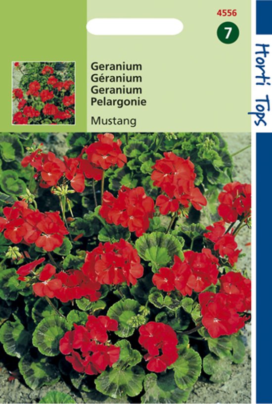 Geranium Mustang F1 (Pelargonium zonale) 10 zaden